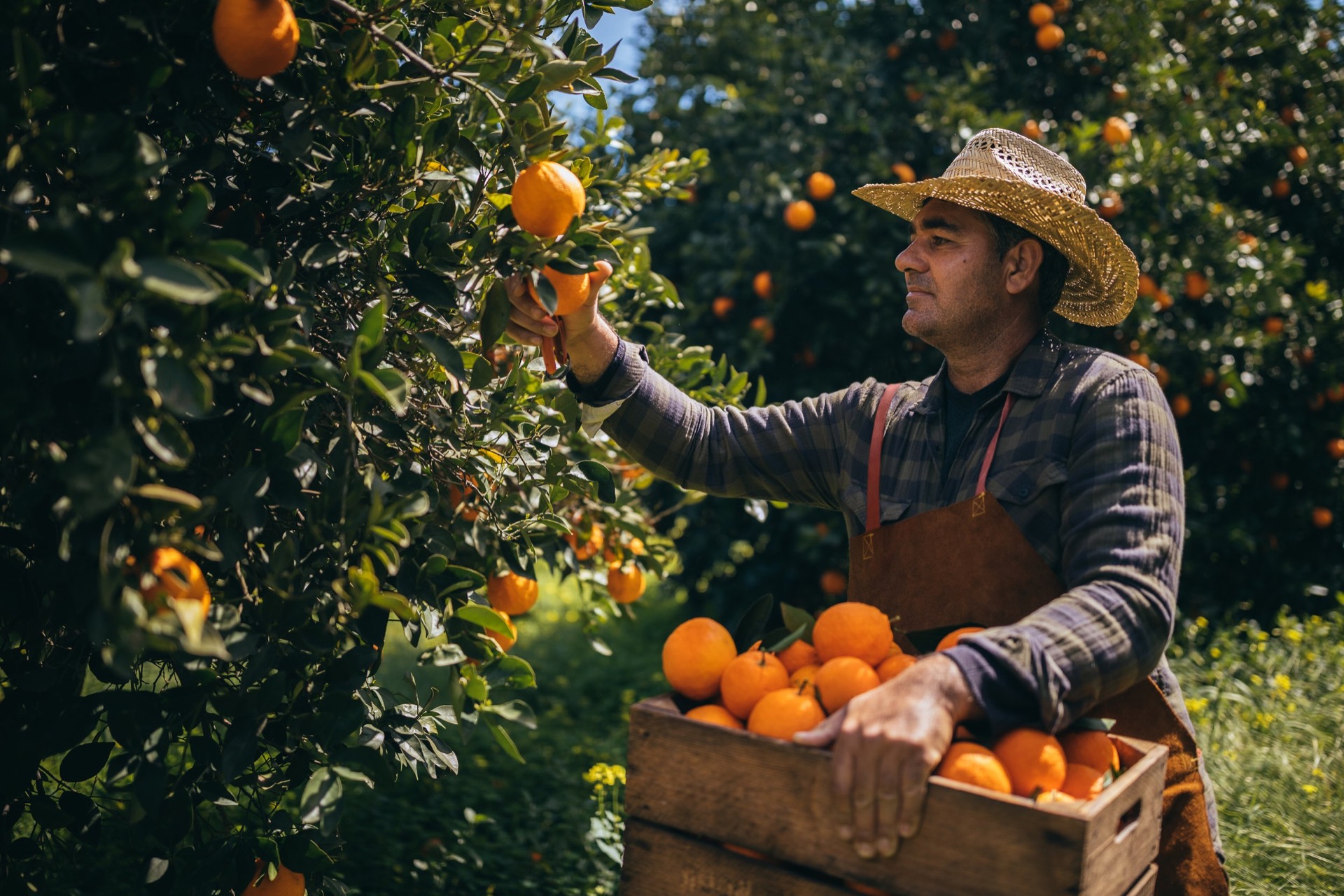 H-2A Staffing for Farms and Agricultural Employers