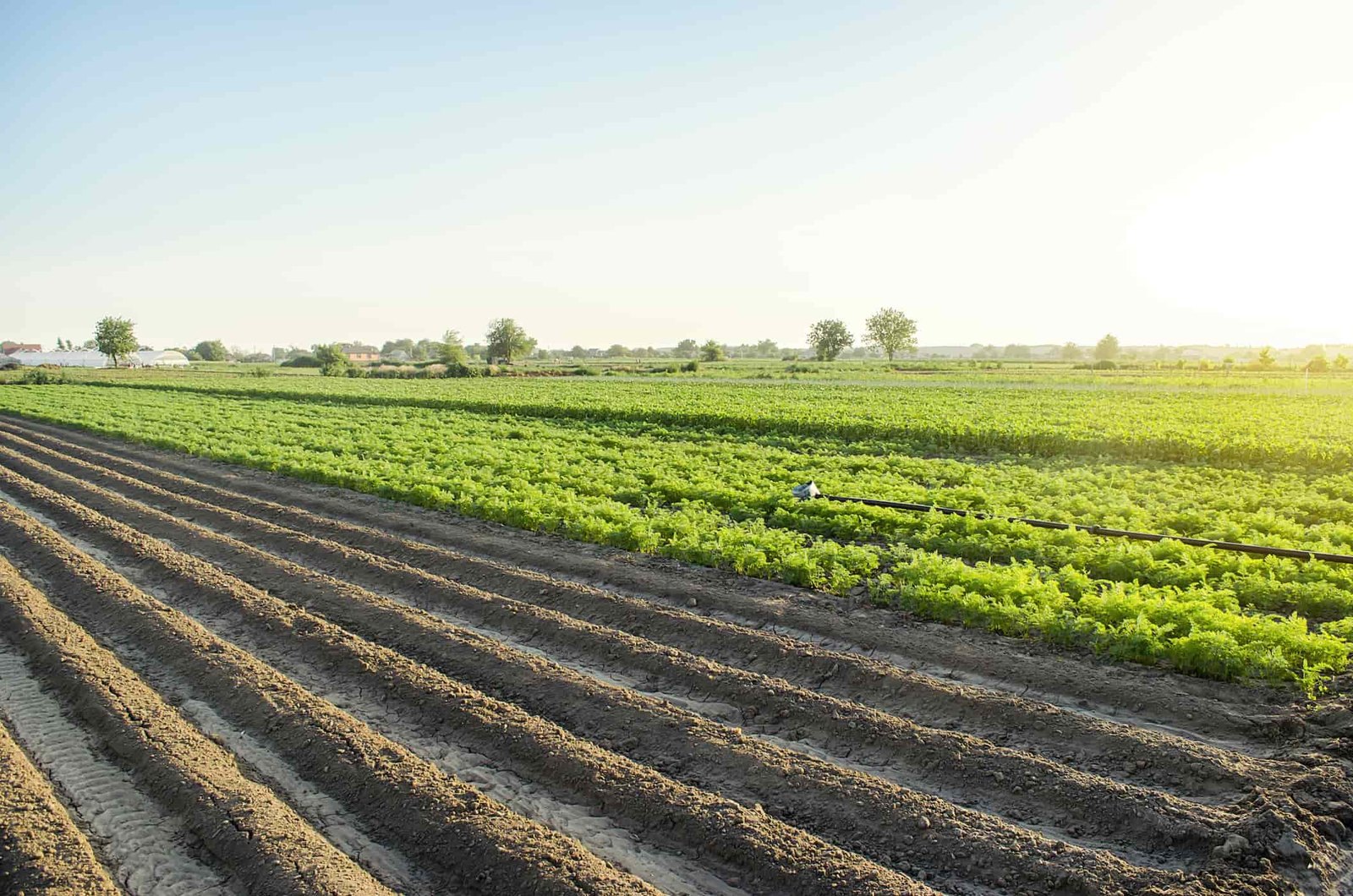 Agriculture