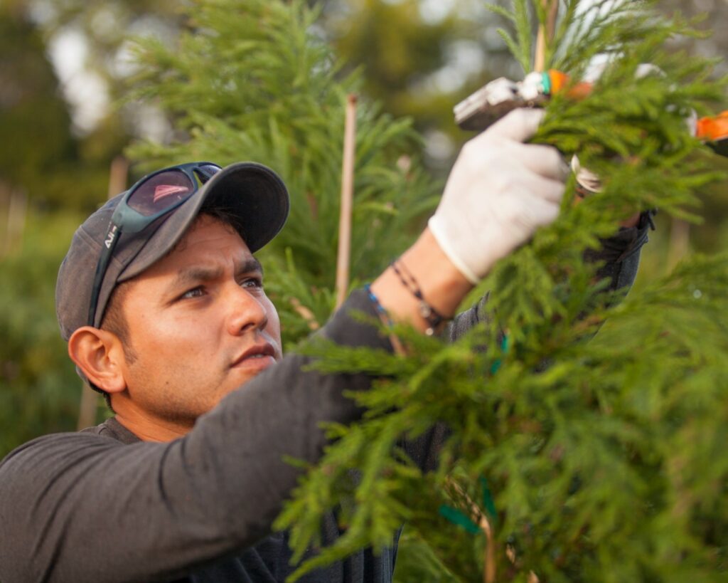 H-2B Staffing for Forestry