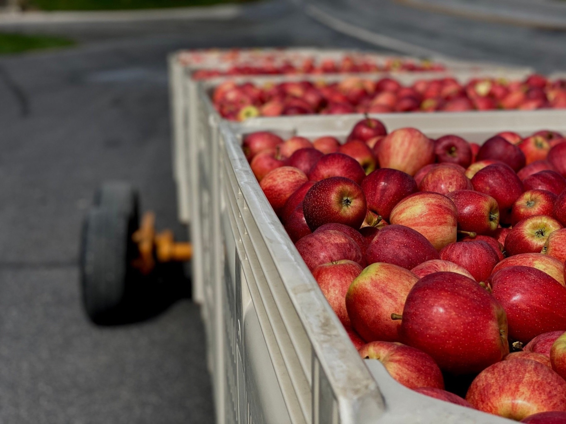 H-2A Staffing for Farms and Agricultural Employers