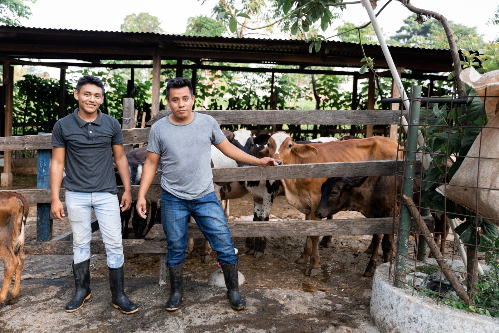 H-2A Staffing for Dairy and Livestock