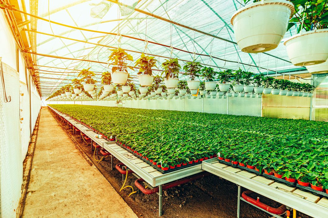H-2A Staffing for Nurseries and Greenhouses