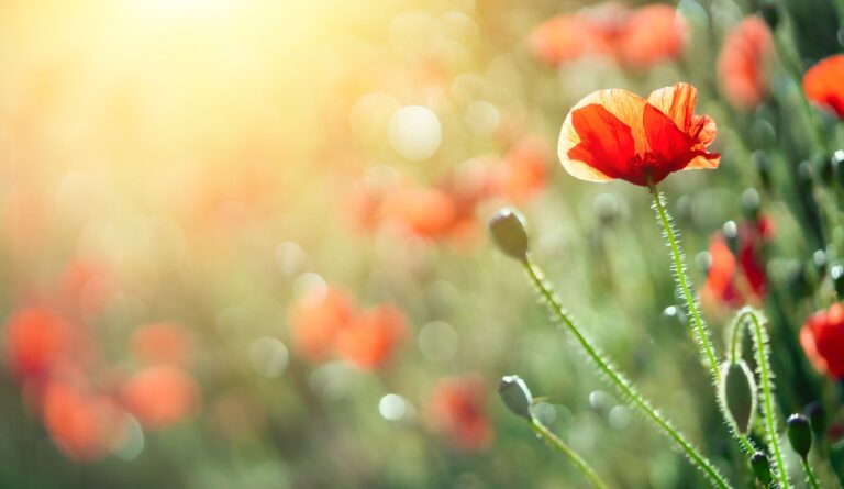 H-2 Seasonality: Proving your Need