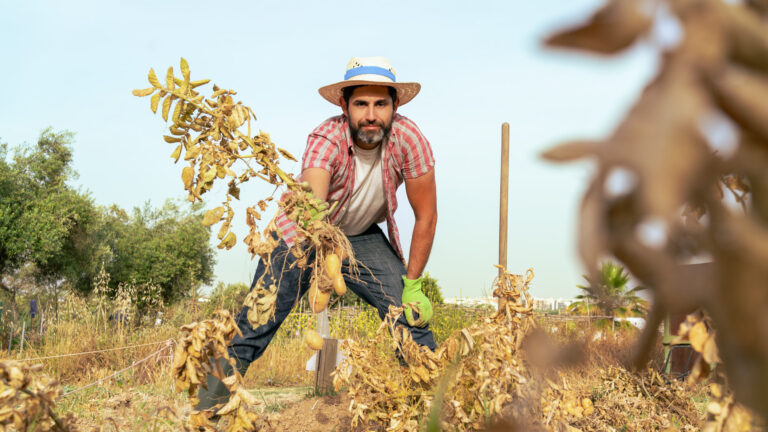 From Farm to Table: How the H-2A Program Protects America’s Food Security