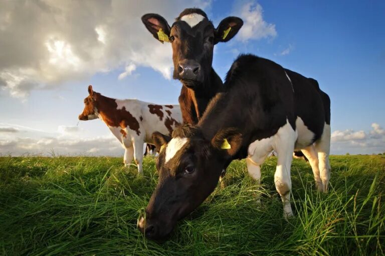 Dairy & H-2A: What the New USCIS Memo Really Means for American Farm Businesses