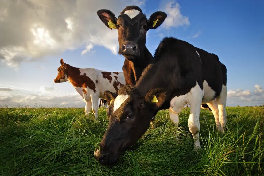 Dairy & H-2A: What the New USCIS Memo Really Means for American Farm Businesses